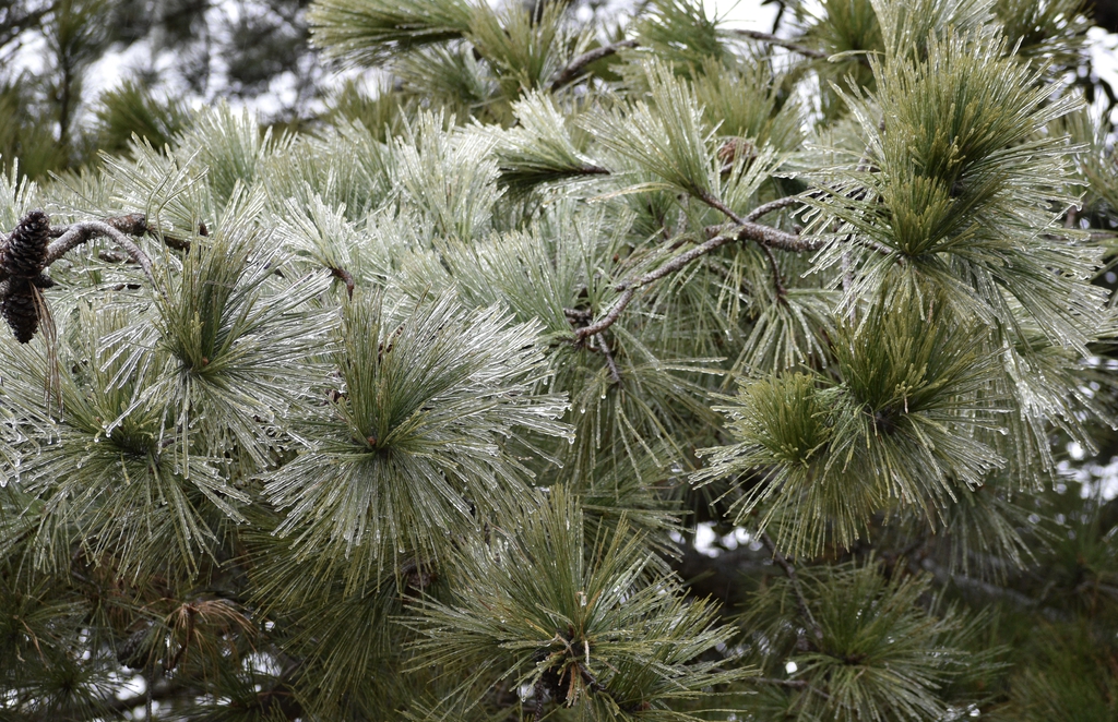 Iced Needles - January - Wake Co., NC