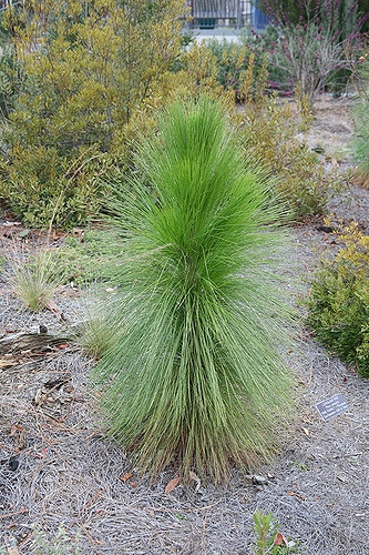 Pinus palustris
