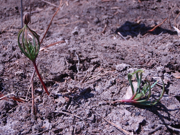 Pinus palustris