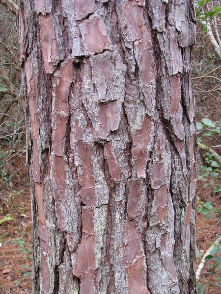 Pinus palustris