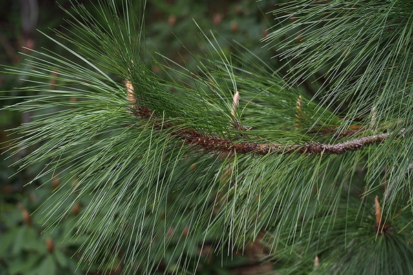 Pinus palustris