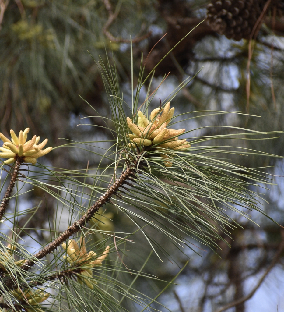 shoot with needles and clusters of small male cones