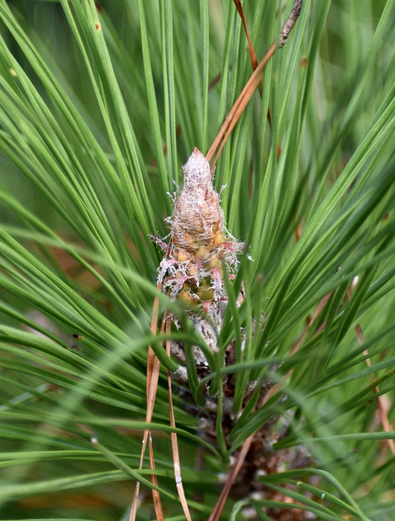 Cone - Fall - Warren Co., NC