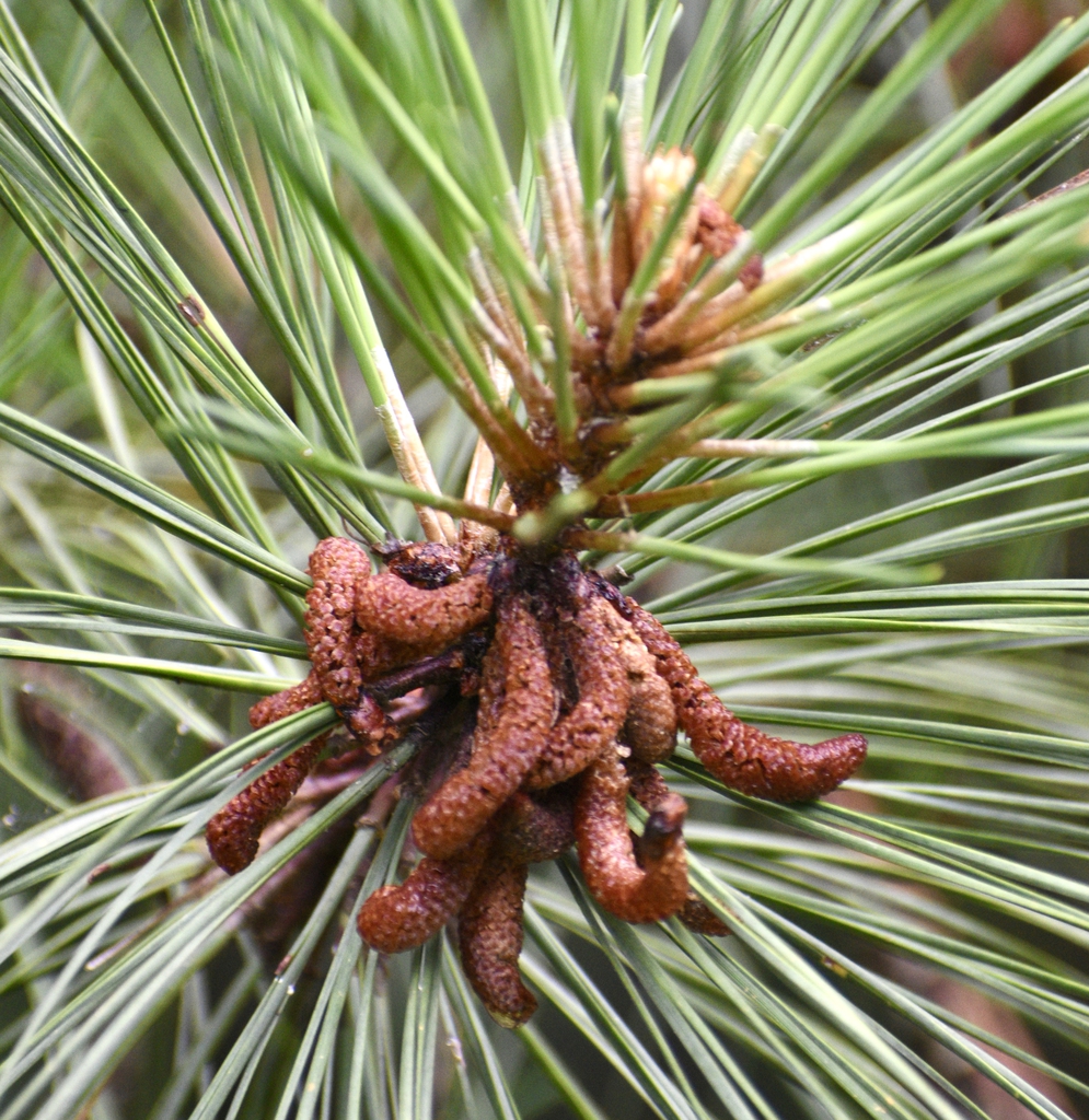 Pinus-Palustris-Long Leaf Pine,Strobili and Pine Needle Fascicle
