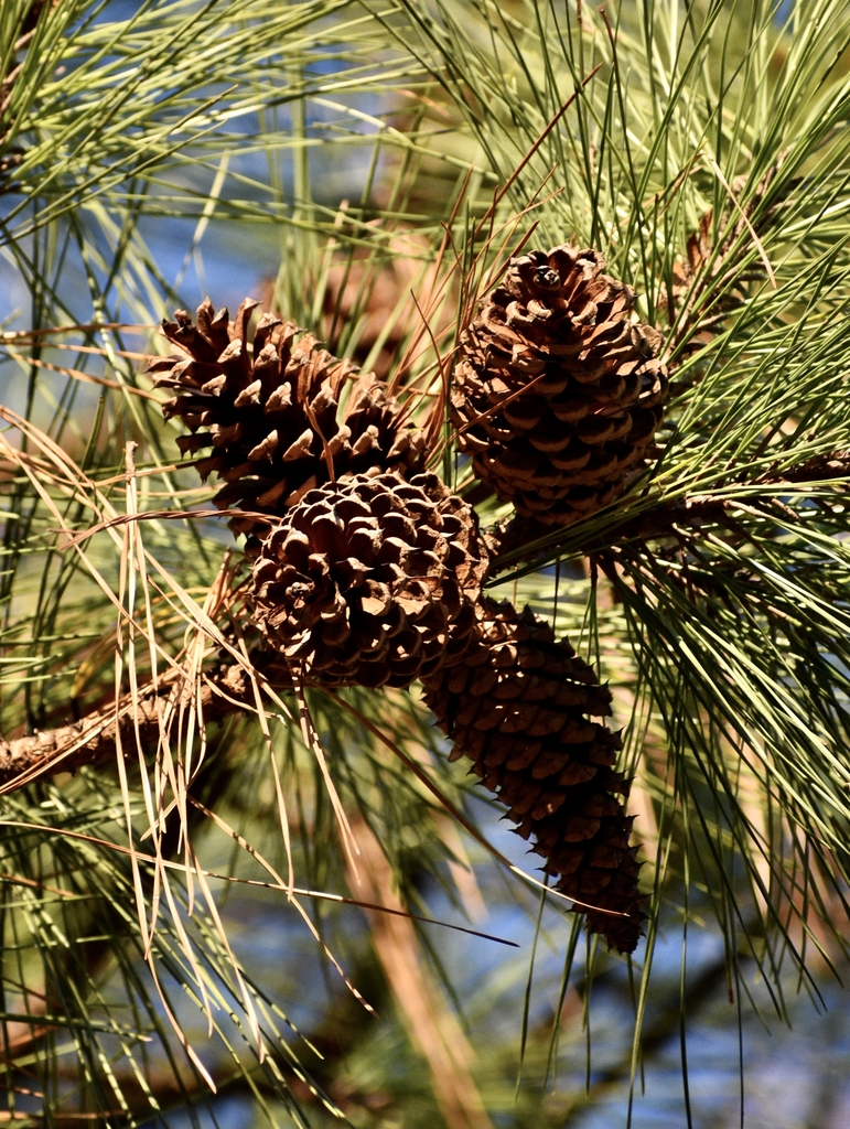 Pinecones - December - Wake Co., NC