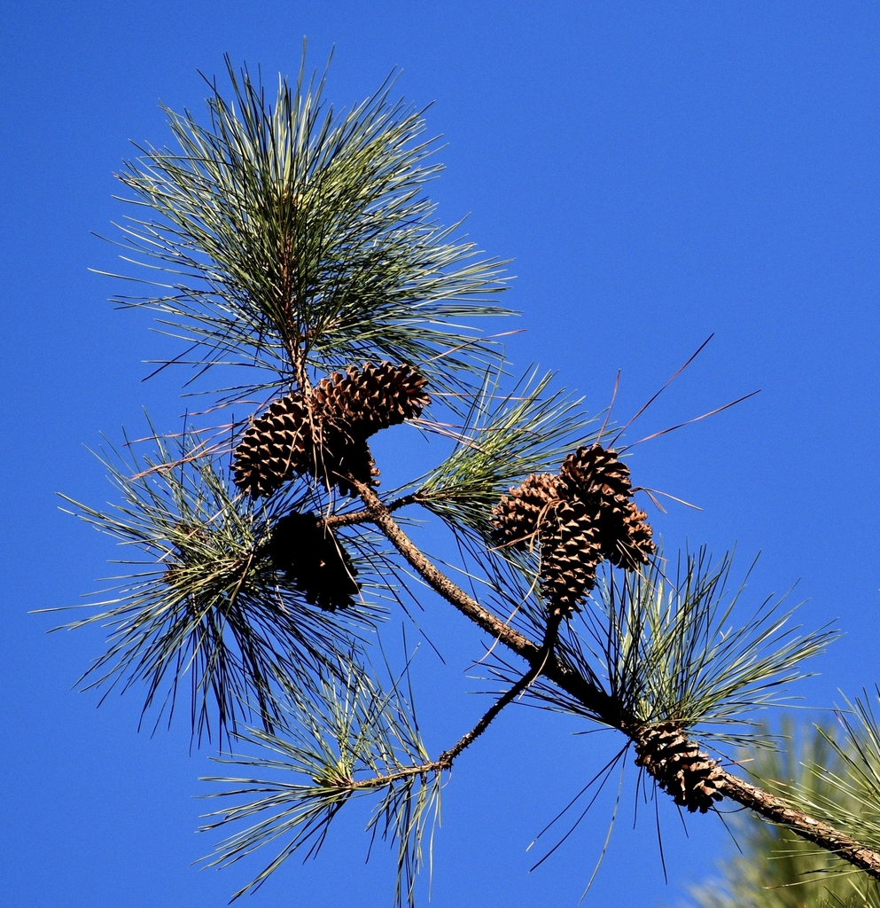 Needles & Cones - March - Warren Co., NC