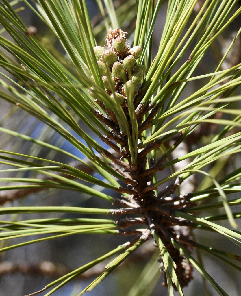 Close up - March 6 - Warren Co., NC