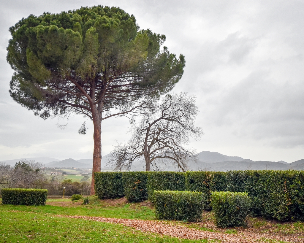Pine with umbrella-shaped canopy