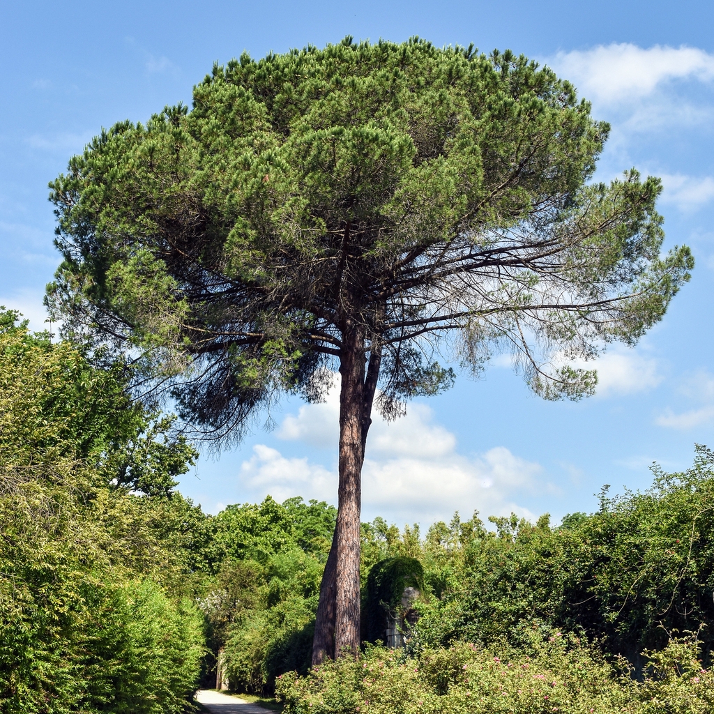 Pine with umbrella-shaped canopy