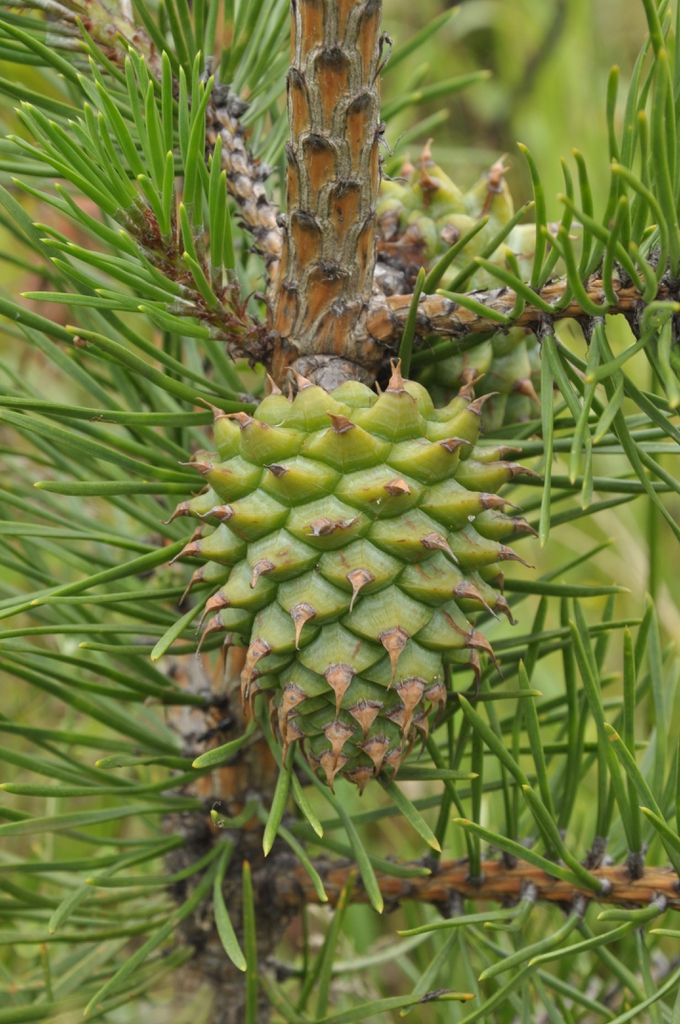 Seed Cones