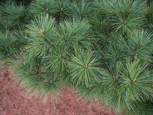 Pinus strobus 'Nana'