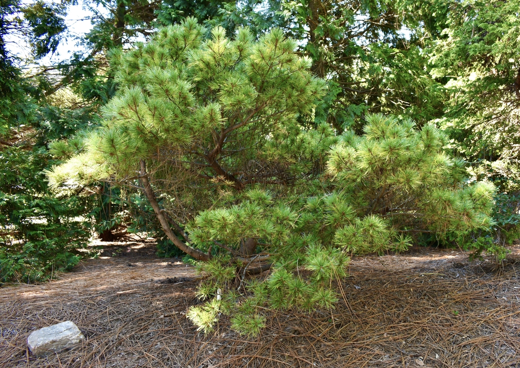 'Umbraculifera' Form - September - Moore Co., NC