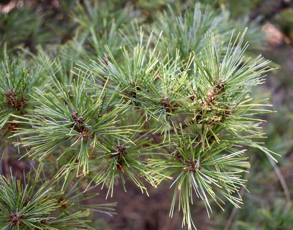 'Umbraculifera' Needles - September - Moore Co., NC