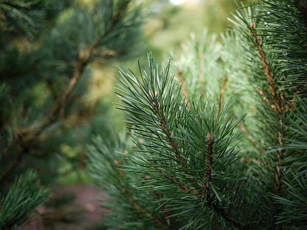 Pinus sylvestris