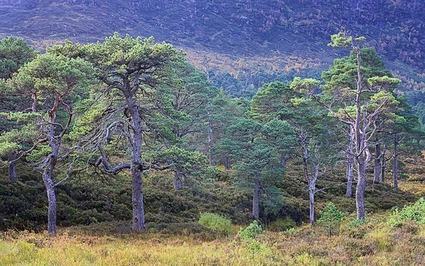 Pinus sylvestris