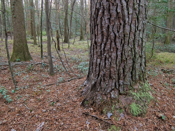 Trunk