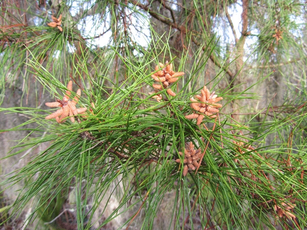 Male cones
