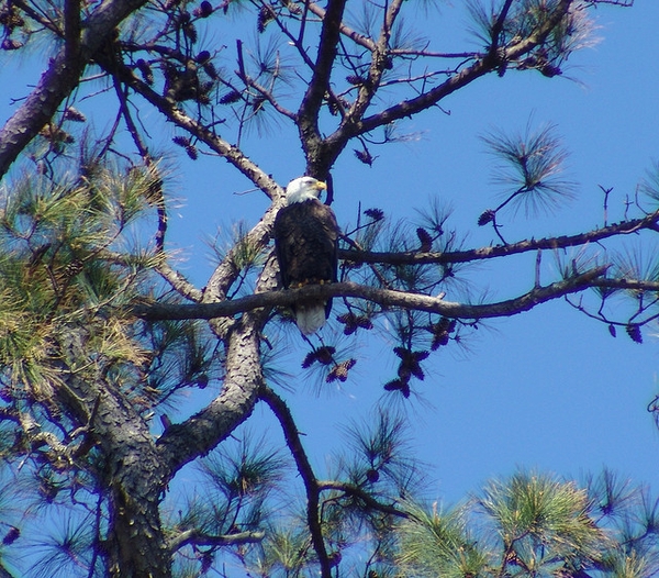 Eagle in the tree