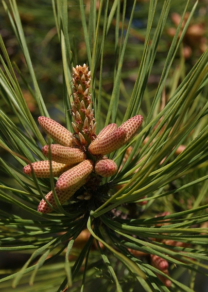 Male cones