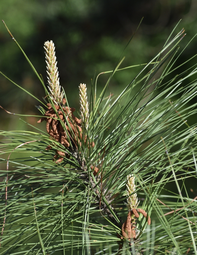 Shoot bearing needles, old male cones, and silvery new growth.