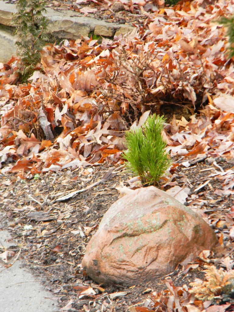 Pinus mugo