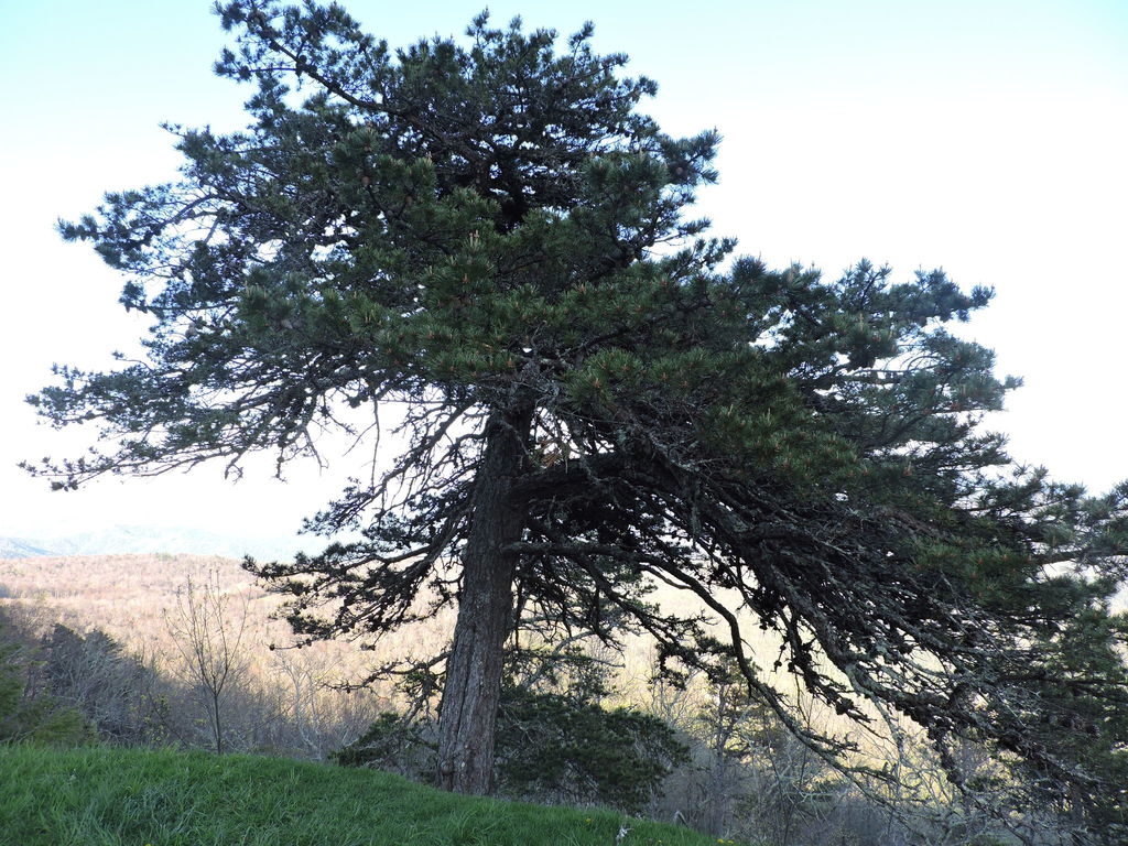 Form
