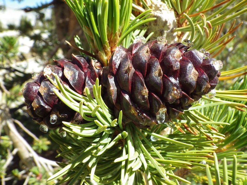 shoot with needles and clusters of female cones