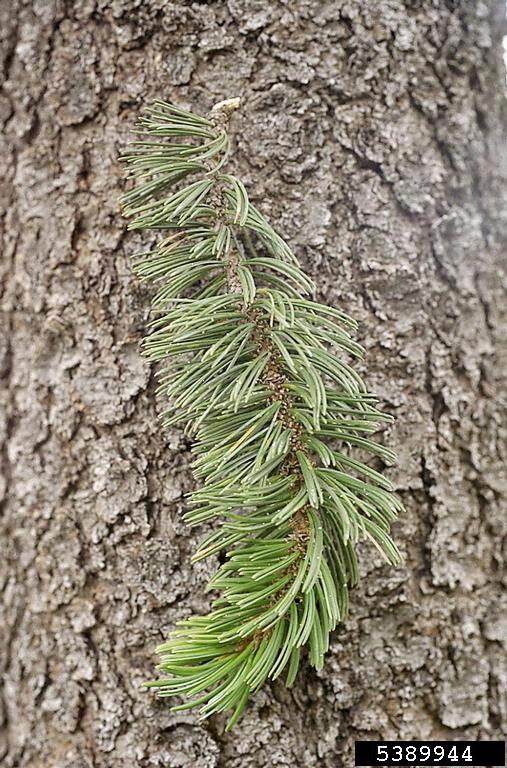 Pinus aristata