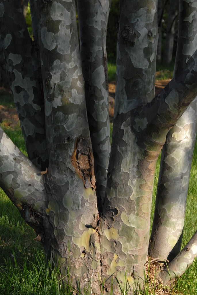 Bark Close-up