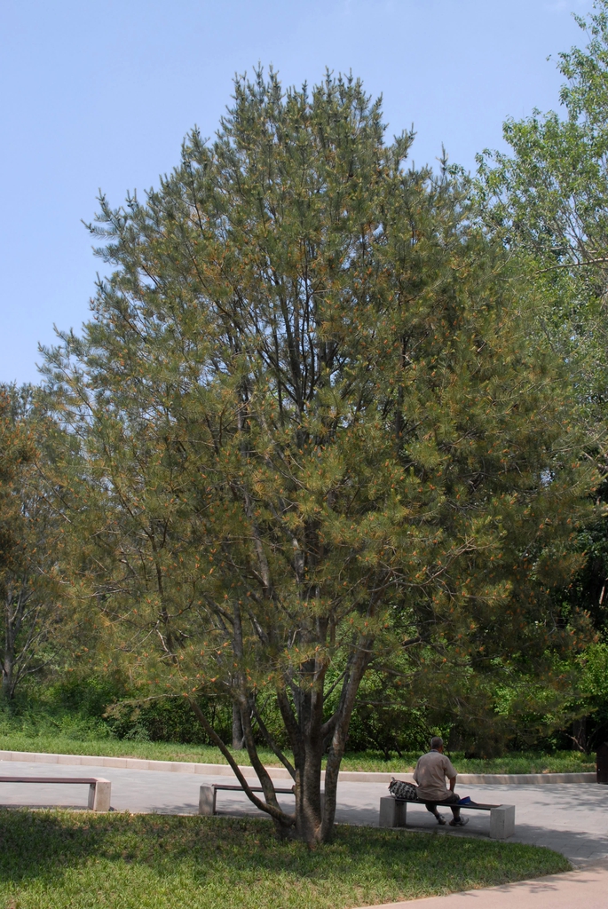 Growth Habit