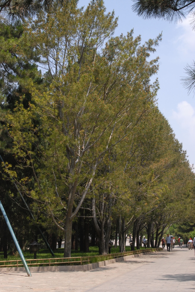 Tree Line