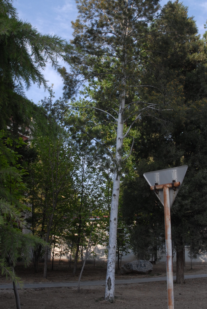 White Bark Form