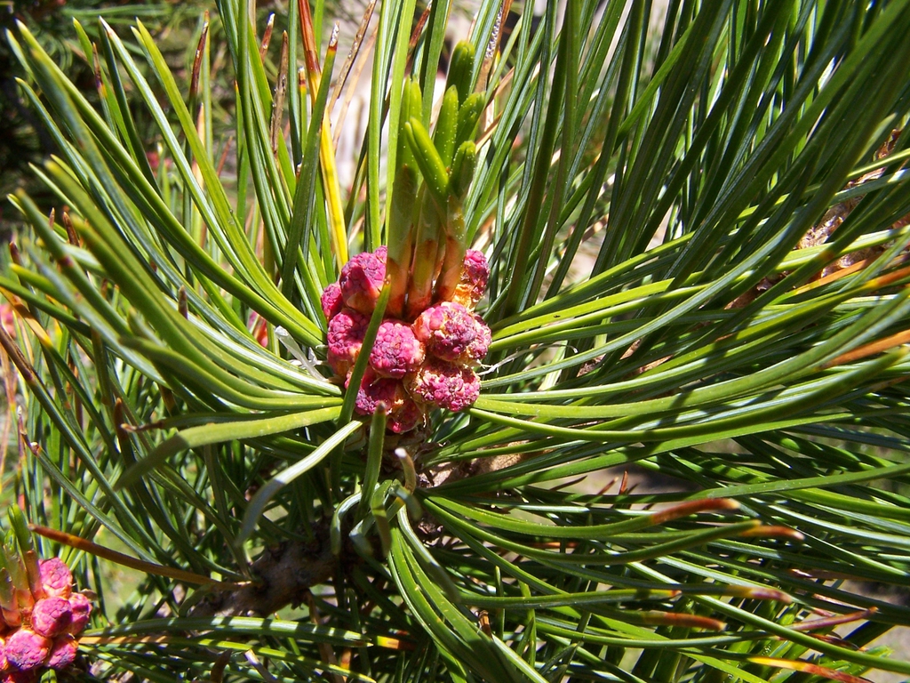 Pinus cembra