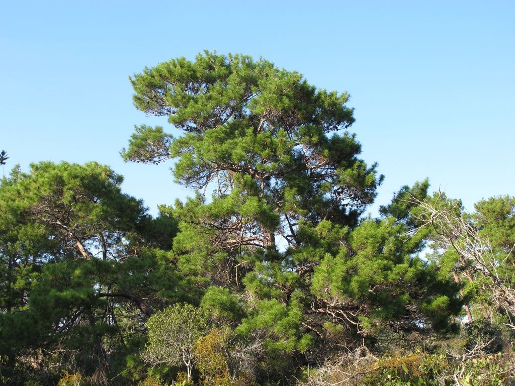 Form