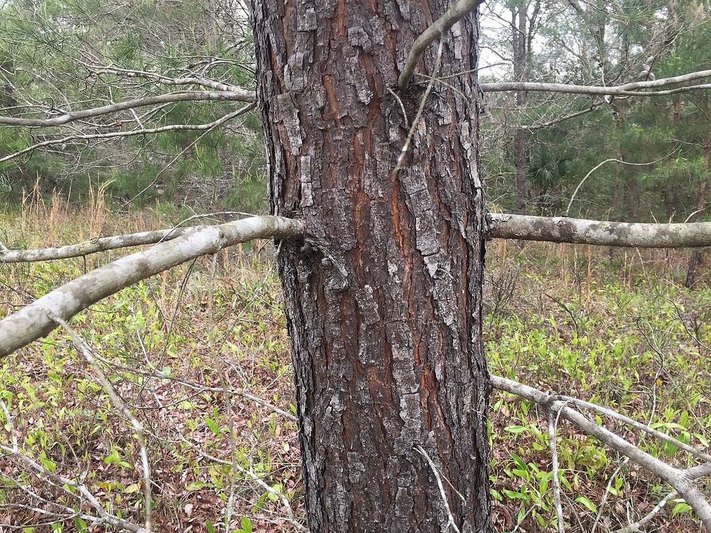 Bark