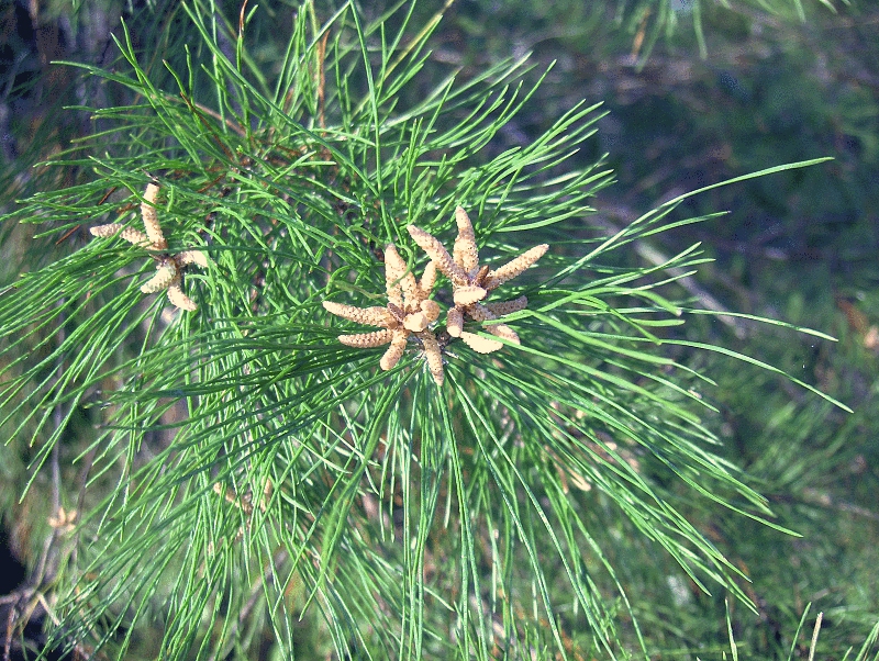 Leaves and pollen cones