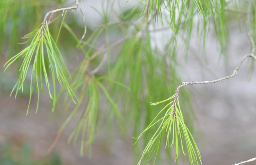 Leaves