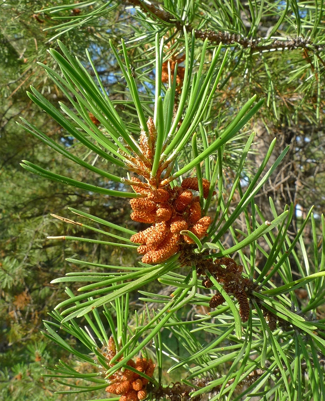 shoot with needles and clusters of small male cones