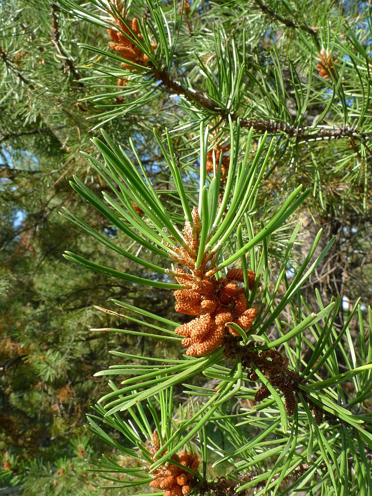 Cones and needles