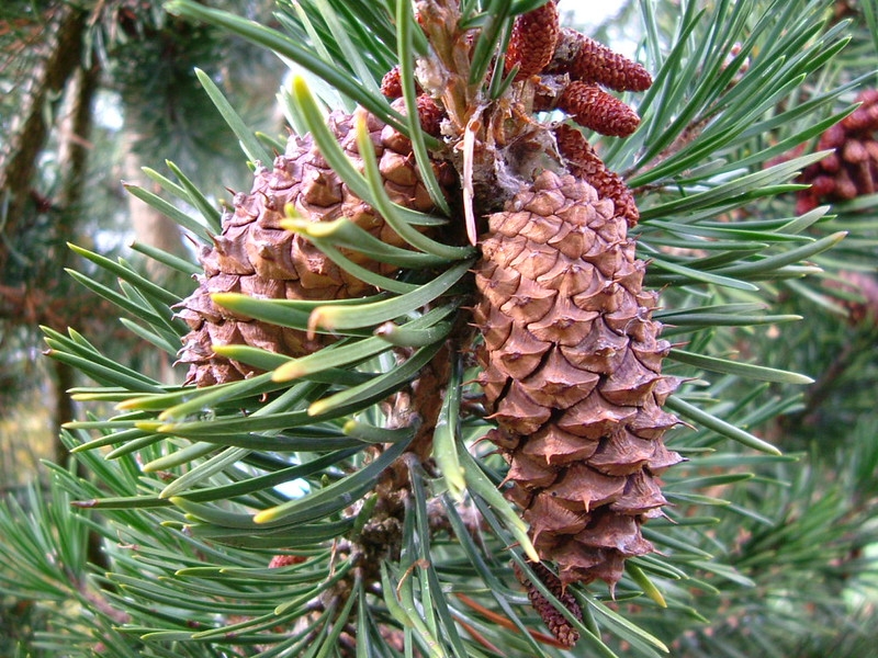 Shoot with needles and clusters of seed cones.