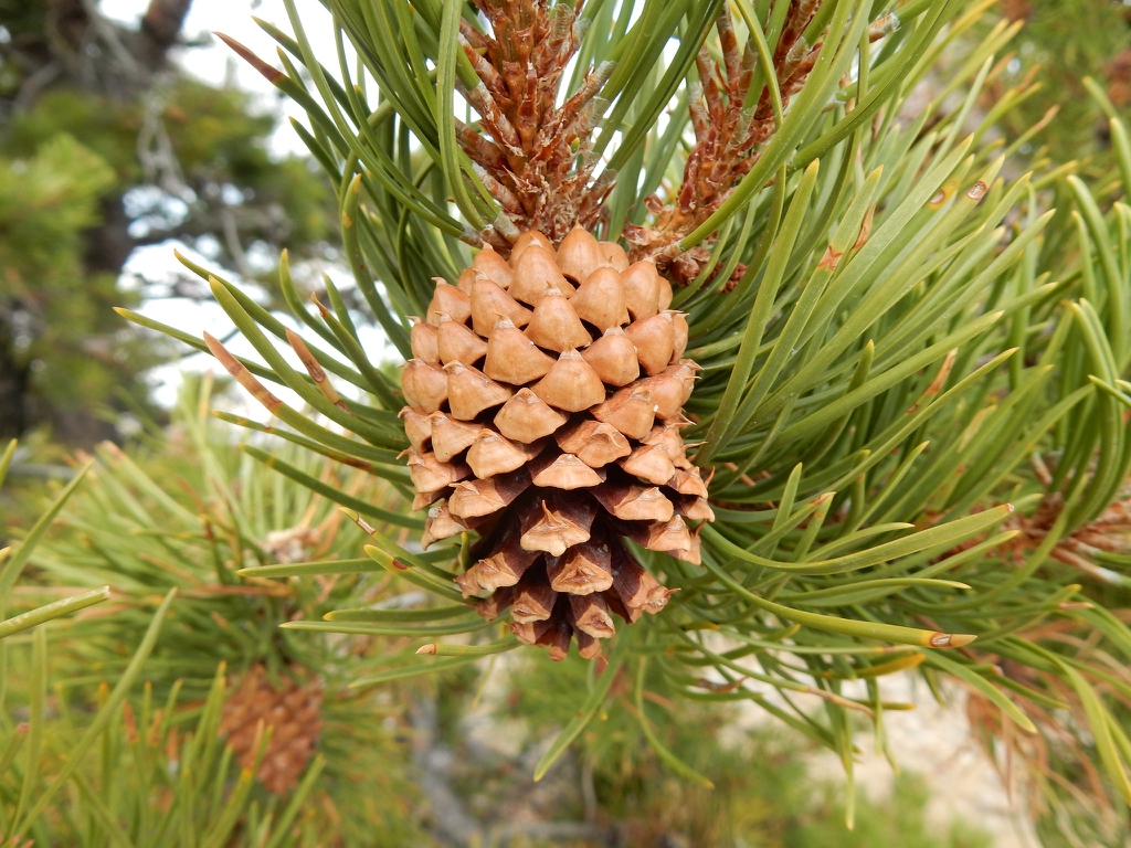 Mature cone