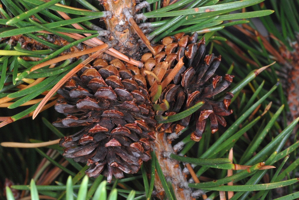 Seed cones (Larimer County, CO)-Early Fall