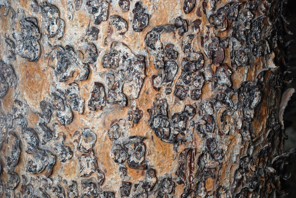 Bark with plates (Larimer County, CO)-Early Fall
