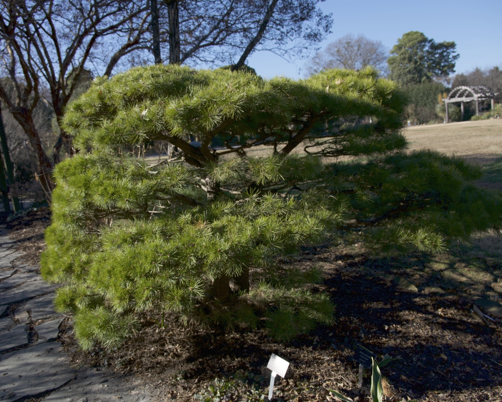 Pinus densiflora crooked trunk and horizontal branches