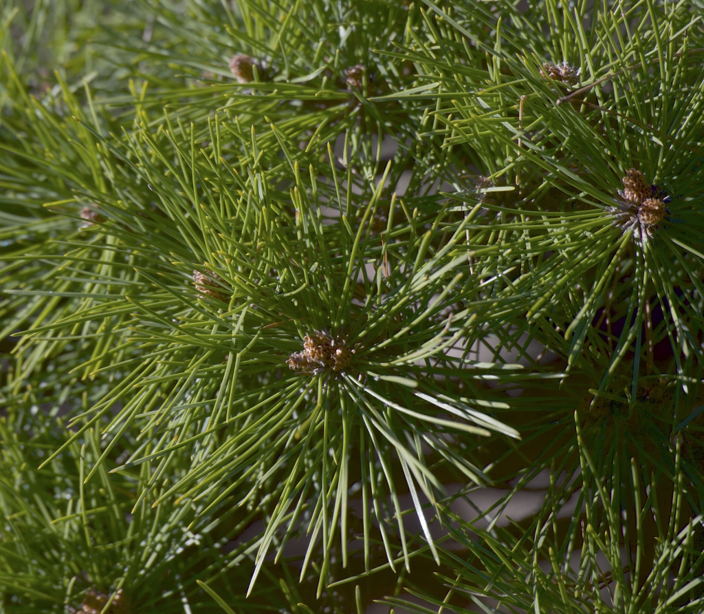 bright green needles 3-5 inches long