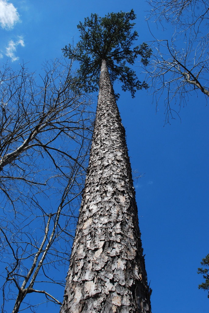Looking up at the tree (Chapel Hill, NC)-Late Winter