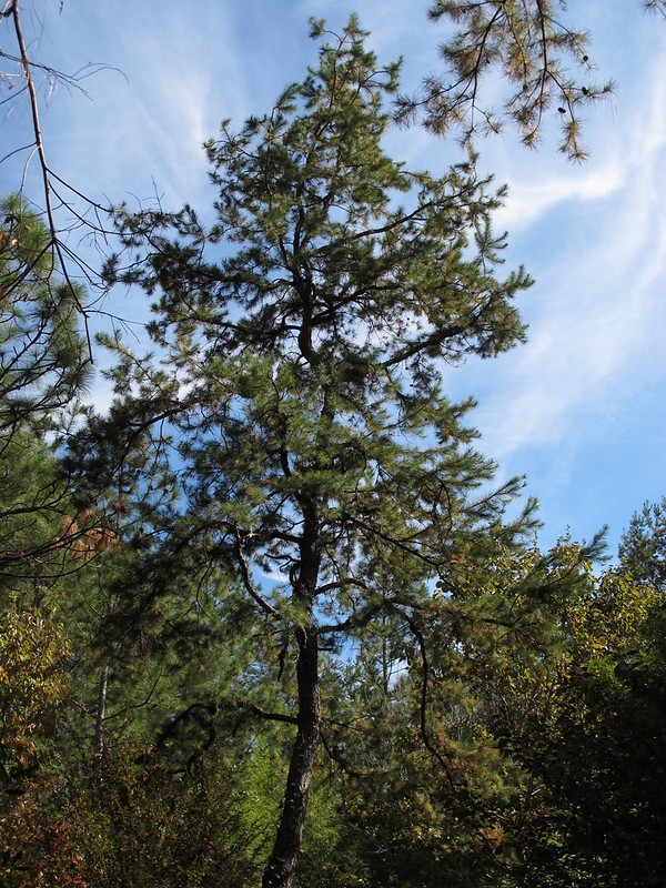 Habit of the tree showing contorted trunk and broad crown
