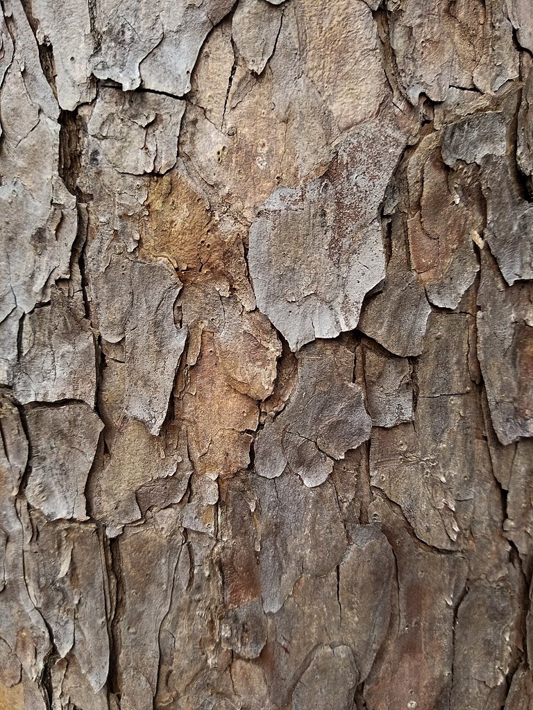 Bark