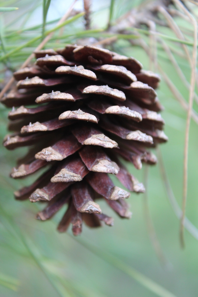 Mature seed cone