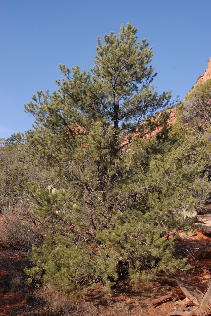 Pinus edulis